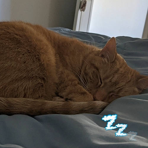 Rizzo is registered to the contest to win money with this photo: carnivore, cat, comfort, fawn, felidae, fur, linens, liver, mammal, nap, small_to_medium_sized_cats, snout, terrestrial_animal, whiskers