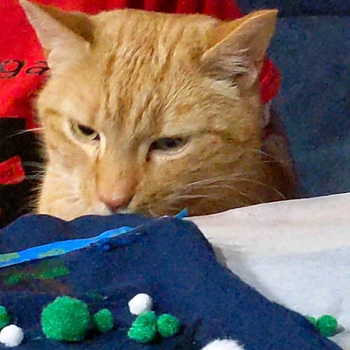 Rizzo joined the competition — help win amazing prizes! carnivore, cat, cat_supply, domestic_short_haired_cat, felidae, pet_supply, small_to_medium_sized_cats, snout, tabby_cat, vertebrate, whiskers