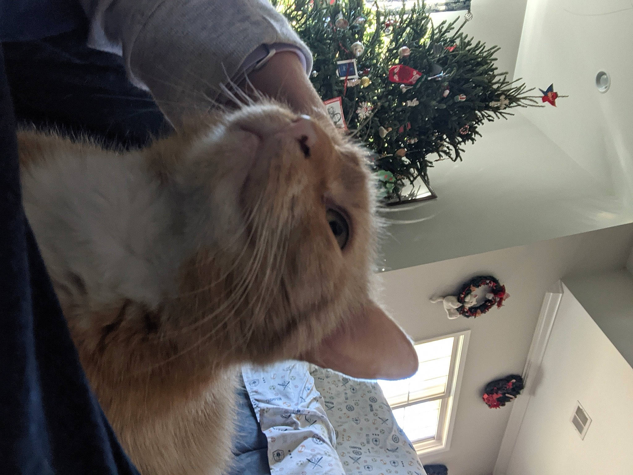 Frenchie is registered to the contest to win money with this photo: cabinetry, carnivore, cat, fawn, felidae, flowerpot, fur, home, houseplant, interior_design, small_to_medium_sized_cats, snout, vertebrate, whiskers