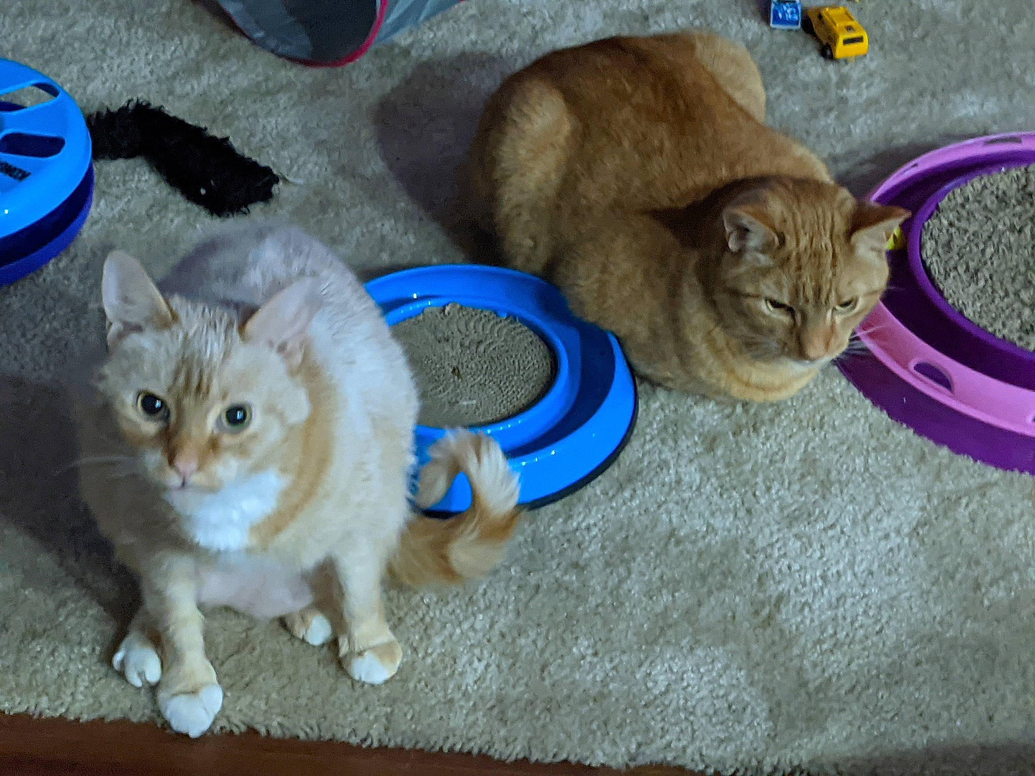 Frenchie joined the competition — help win amazing prizes! animal_feed, carnivore, cat, cat_food, cat_supply, domestic_short_haired_cat, fawn, felidae, fur, home_accessories, iris, kitten, mammal, pet_supply, small_to_medium_sized_cats, tabby_cat, vertebrate, whiskers