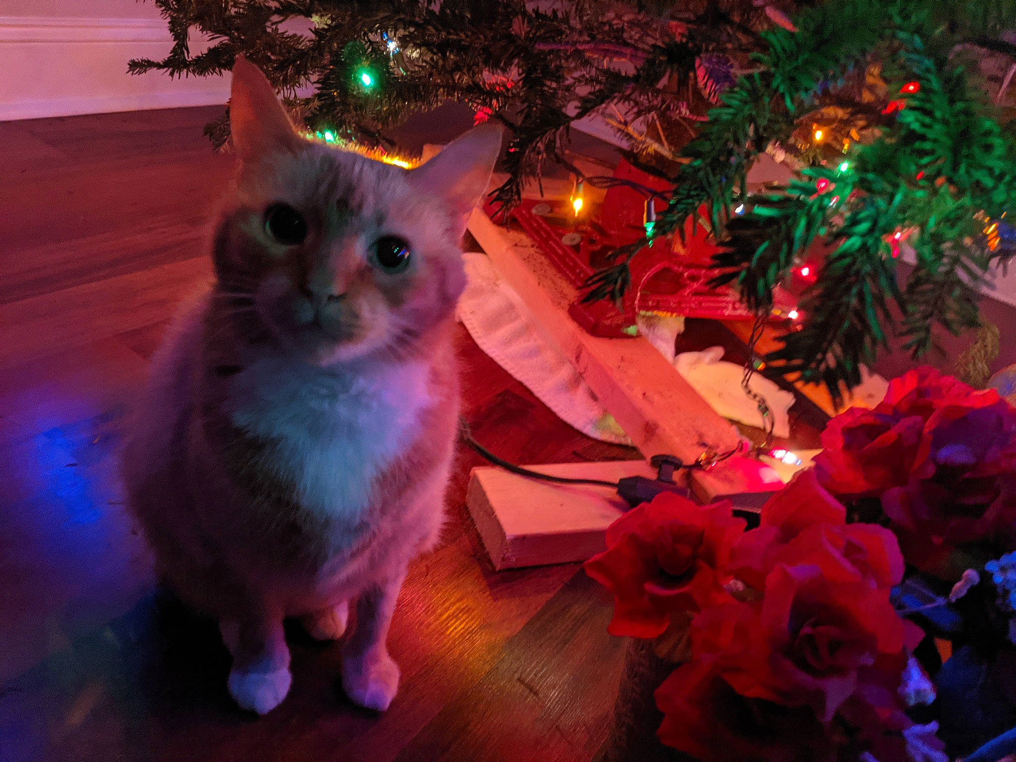 Frenchie is registered to the contest to win money with this photo: carnivore, cat, christmas, christmas_decoration, christmas_eve, christmas_lights, christmas_ornament, christmas_tree, conifer, felidae, fur, holiday, holiday_ornament, interior_design, organism, ornament, pine_family, small_to_medium_sized_cats, snout, whiskers