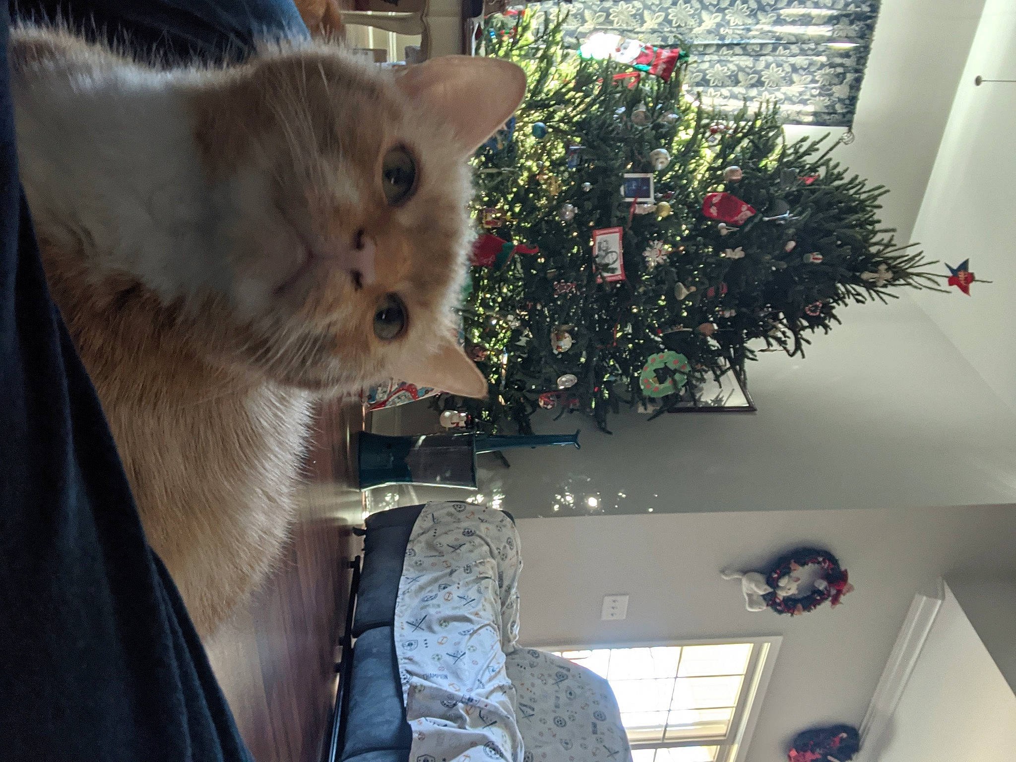 Frenchie is registered to the contest to win money with this photo: carnivore, cat, christmas, christmas_decoration, christmas_ornament, christmas_tree, daylighting, domestic_short_haired_cat, felidae, fur, holiday_ornament, home, interior_design, living_room, ornament, room, small_to_medium_sized_cats, snout, whiskers