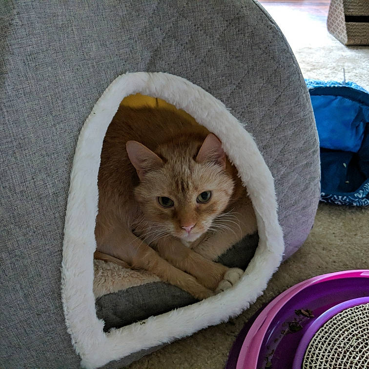 Frenchie joined the competition — help win amazing prizes! carnivore, cat, cat_bed, cat_furniture, cat_supply, domestic_short_haired_cat, european_shorthair, fawn, felidae, kitten, pet_supply, small_to_medium_sized_cats, whiskers