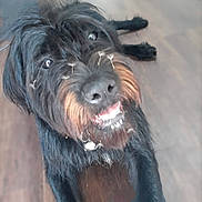 Mina is registered to the contest to win money with this photo: dog, black_dog, scruffy, fur, beard, smiling, teeth, pet, indoor, wooden_floor, happy, canine, close_up, looking_up, animal, friendly, cute, domestic_animal, companion, playful