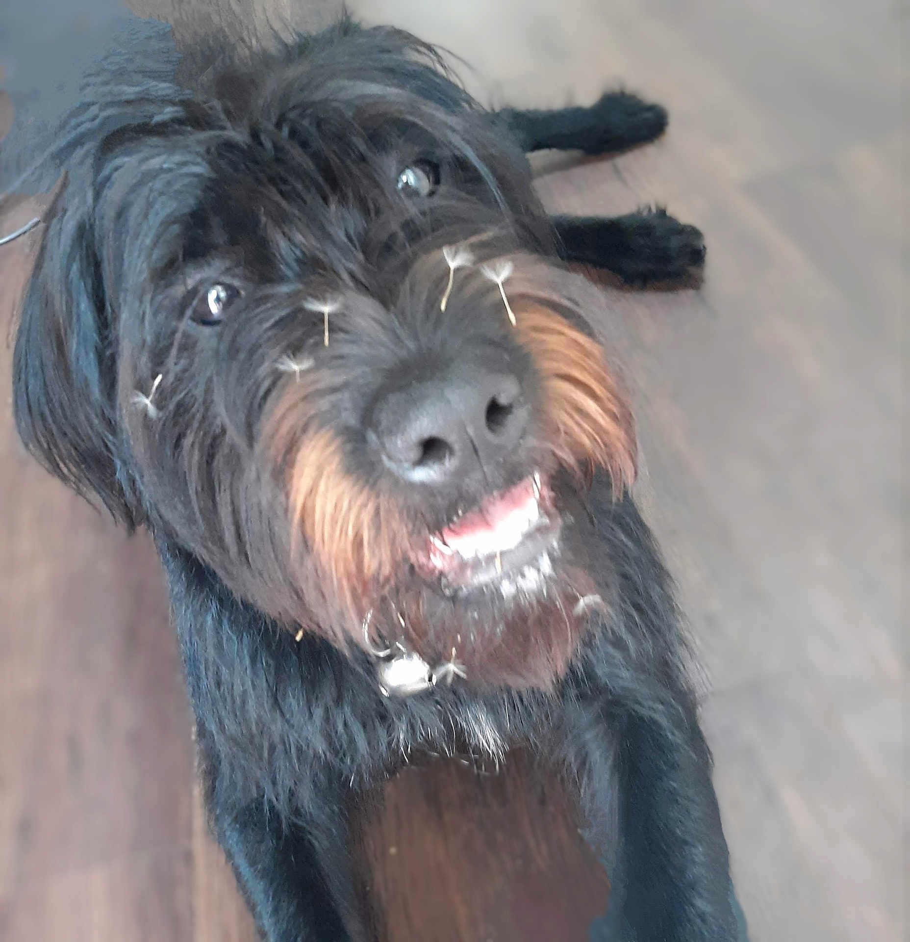 Mina is registered to the contest to win money with this photo: dog, black_dog, scruffy, fur, beard, smiling, teeth, pet, indoor, wooden_floor, happy, canine, close_up, looking_up, animal, friendly, cute, domestic_animal, companion, playful