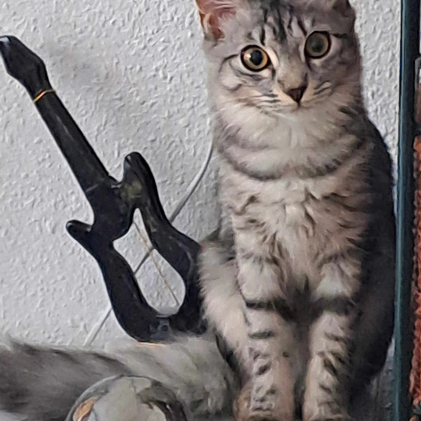 Amy Mihamihaouse participe au concours pour gagner de l'argent avec cette photo : animal, blade, car, cat, dagger, electronics, face, hardware, head, hook, kitten, knife, machine, manx, person, pet, transportation, vehicle, weapon, wheel
