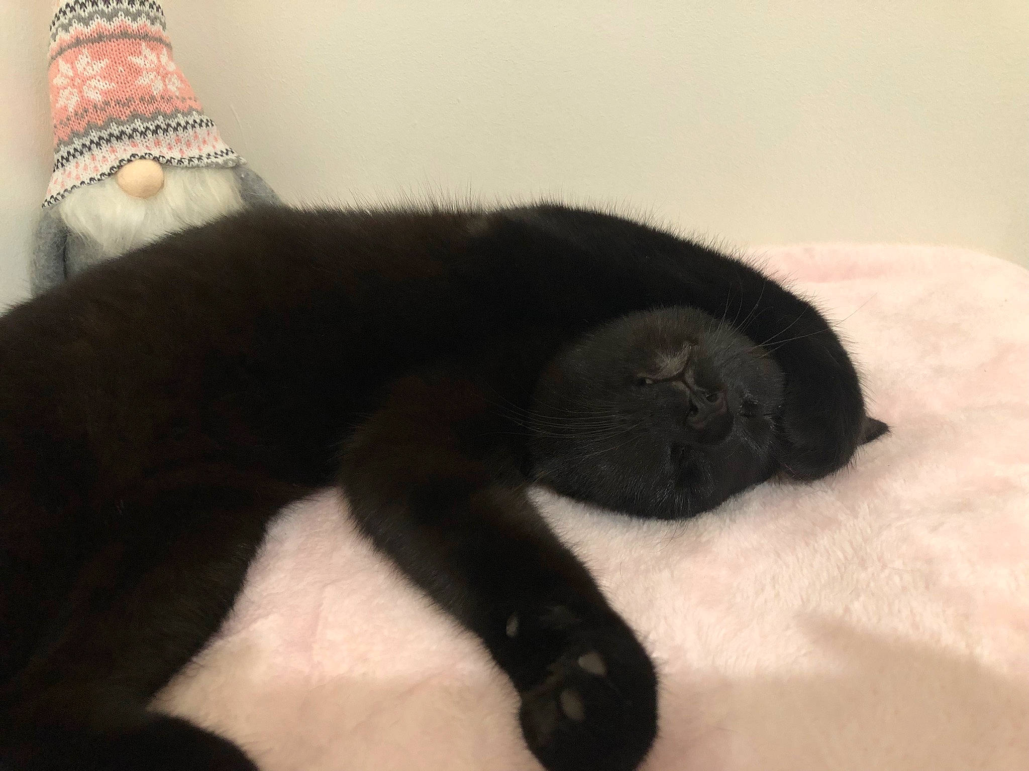 Bella joined the competition — help win amazing prizes! black_cat, bombay, carnivore, cat, claw, comfort, costume_hat, dog_breed, domestic_short_haired_cat, felidae, fur, hat, nap, paw, small_to_medium_sized_cats, snout, sporting_group, tail, terrestrial_animal, whiskers