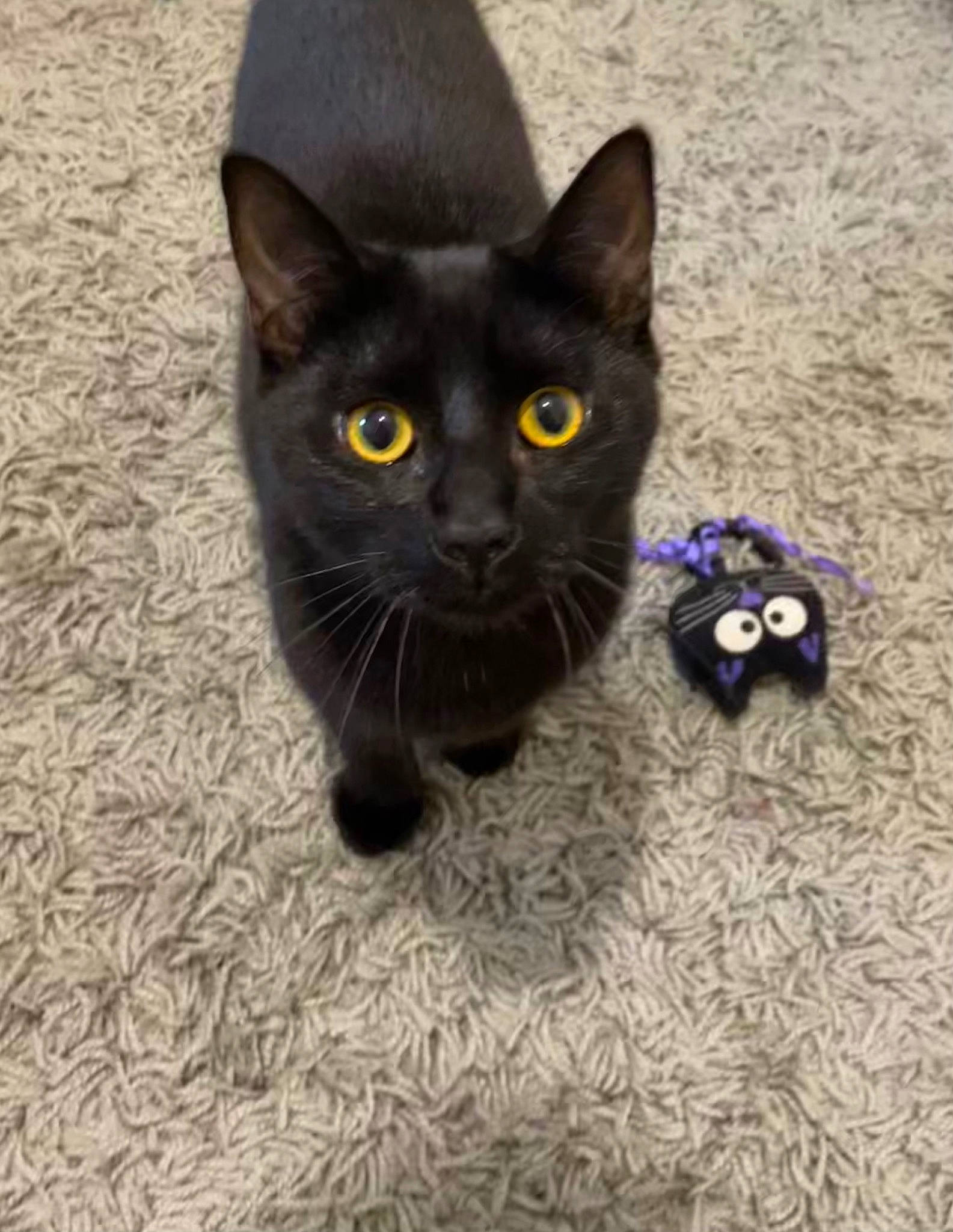 Bella joined the competition — help win amazing prizes! black_cat, bombay, carnivore, cat, domestic_short_haired_cat, electric_blue, felidae, flooring, fur, paw, small_to_medium_sized_cats, snout, tail, terrestrial_animal, whiskers