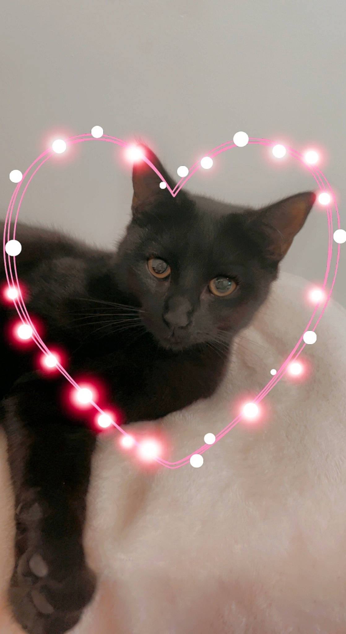 Bella joined the competition — help win amazing prizes! black_cat, carnivore, cat, darkness, domestic_short_haired_cat, electric_blue, felidae, fur, light, magenta, organism, paw, shadow, small_to_medium_sized_cats, snout, tail, tree, whiskers, window