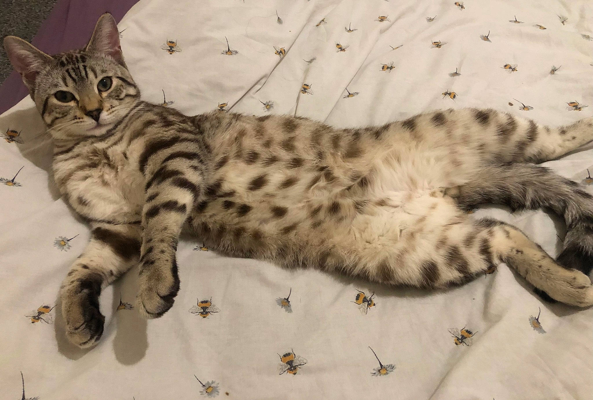 Bailey joined the competition — help win amazing prizes! carnivore, cat, claw, comfort, domestic_short_haired_cat, felidae, fur, pattern, paw, small_to_medium_sized_cats, snout, tail, terrestrial_animal, whiskers