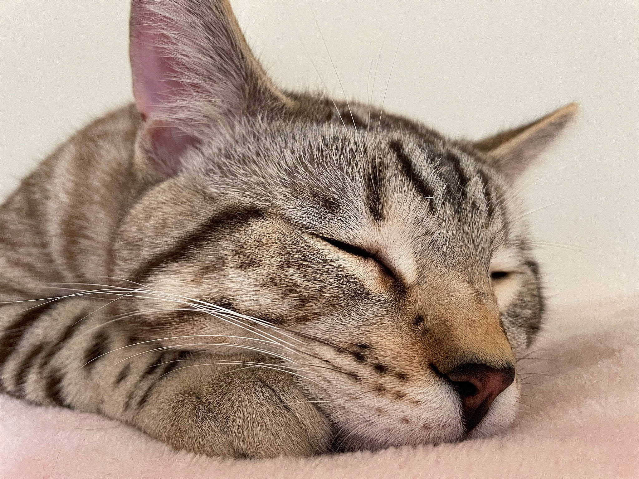 Bailey is registered to the contest to win money with this photo: carnivore, cat, claw, comfort, domestic_short_haired_cat, eye, felidae, fur, nap, paw, sleep, small_to_medium_sized_cats, snout, terrestrial_animal, whiskers