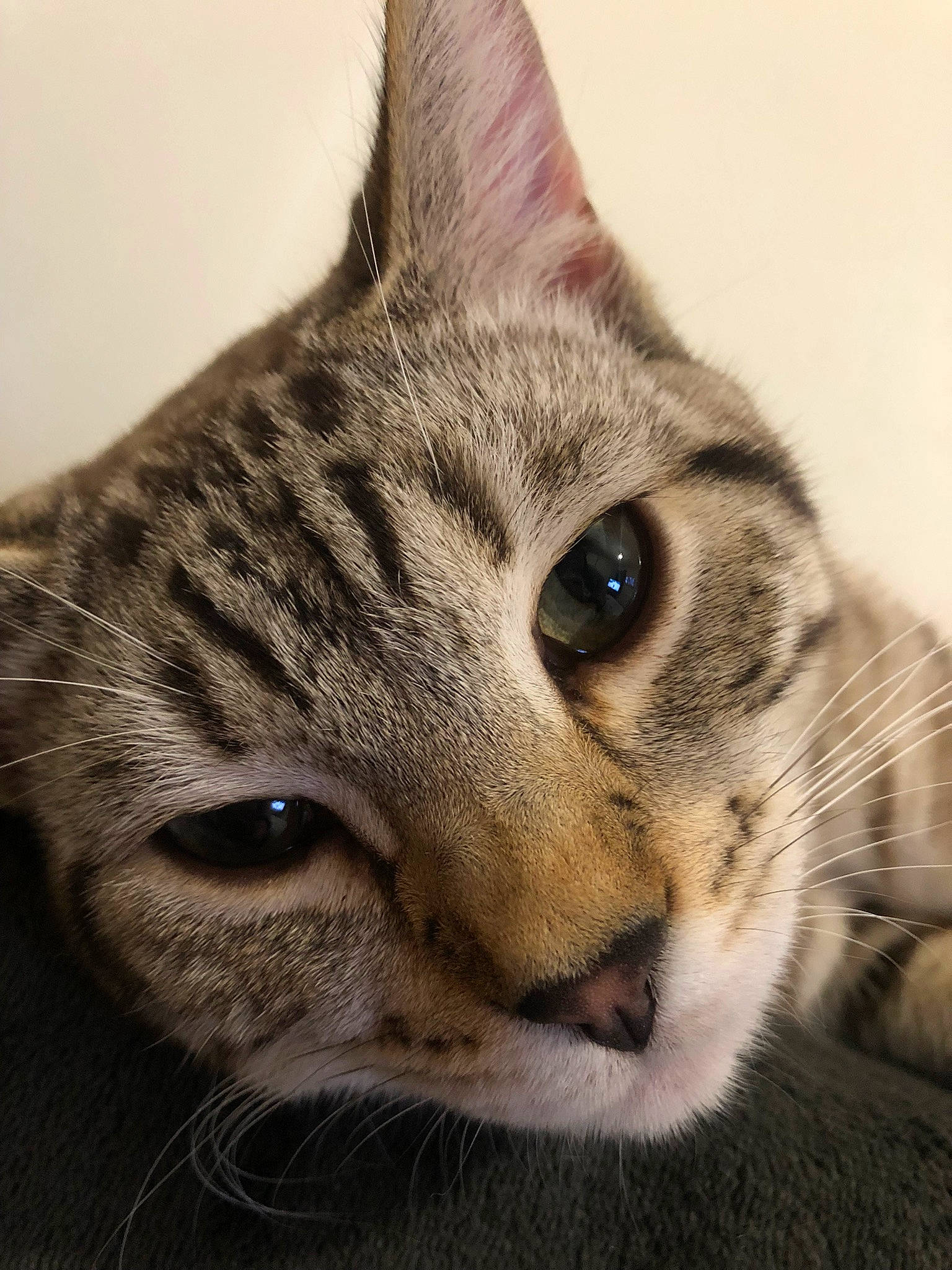 Bailey joined the competition — help win amazing prizes! carnivore, cat, domestic_short_haired_cat, ear, eye, felidae, fur, iris, paw, small_to_medium_sized_cats, snout, terrestrial_animal, whiskers
