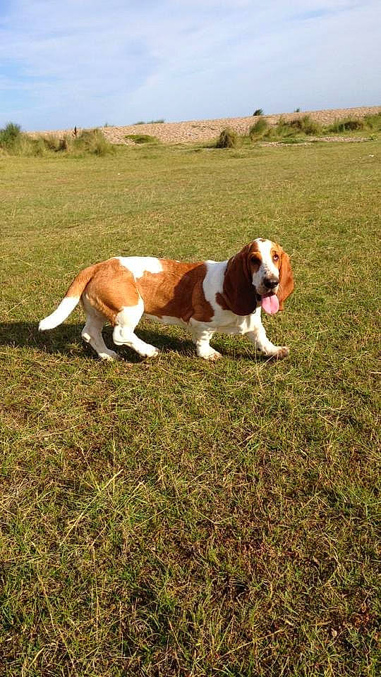 Dexter joined the competition — help win amazing prizes! canidae, carnivore, cloud, companion_dog, dog, dog_breed, fawn, grass, grassland, landscape, liver, meadow, natural_landscape, pasture, plain, plant, prairie, sky, sporting_group, terrestrial_animal