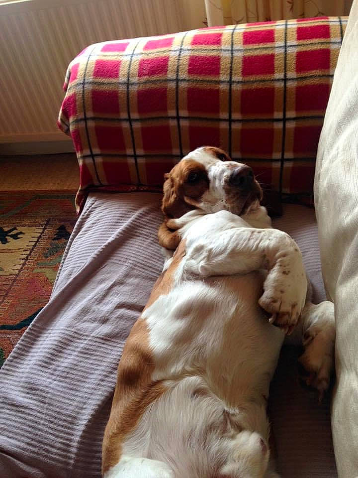 Dexter joined the competition — help win amazing prizes! bedding, brown, carnivore, comfort, companion_dog, dog, dog_breed, duvet, fawn, flooring, fur, hardwood, linens, liver, pattern, plaid, sporting_group, tartan, wood, working_animal