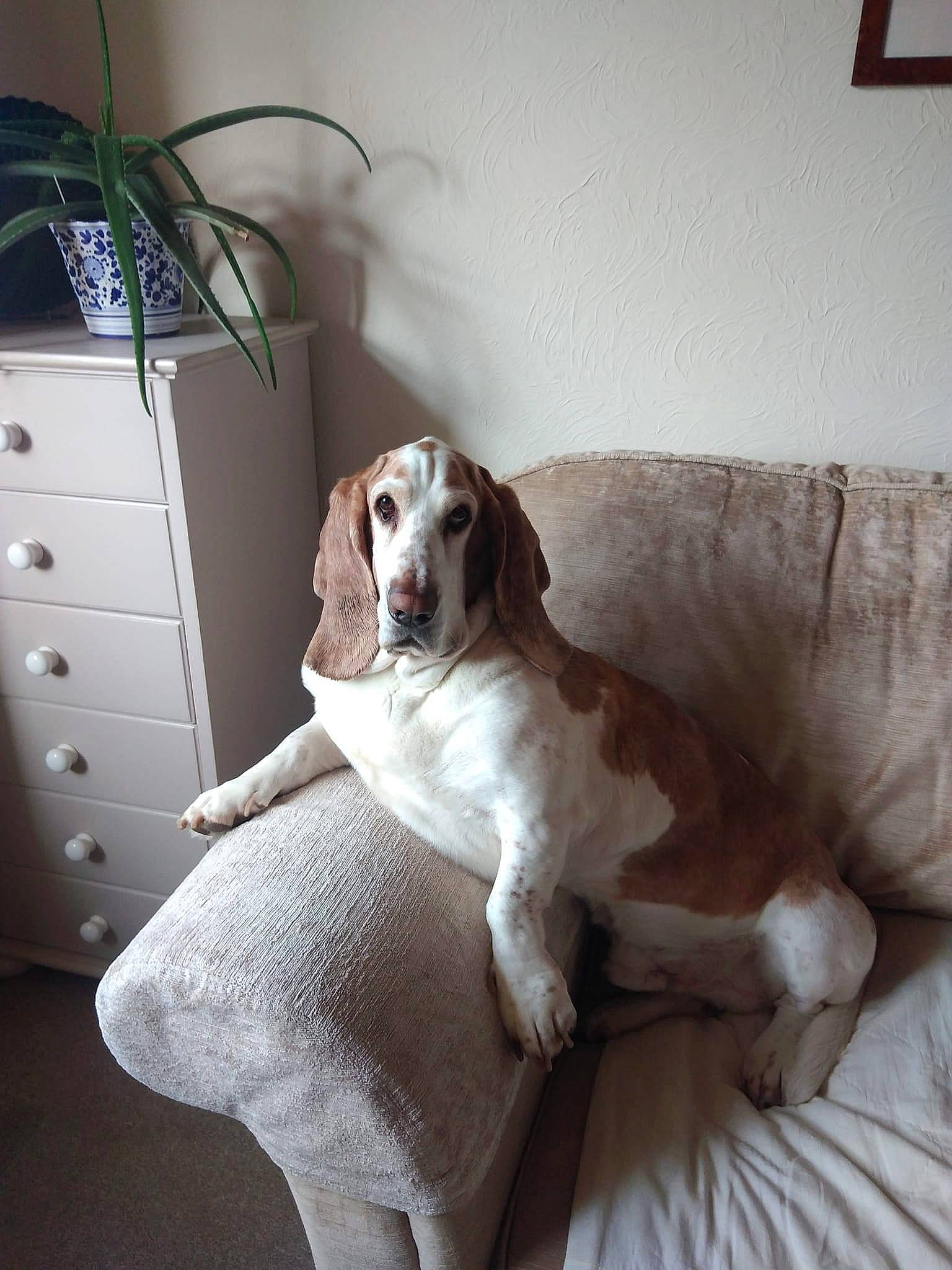 Dexter is registered to the contest to win money with this photo: cabinetry, carnivore, chest_of_drawers, comfort, companion_dog, couch, dog, dog_breed, drawer, fawn, floor, flooring, furniture, hardwood, houseplant, linens, living_room, plant, wood, working_animal