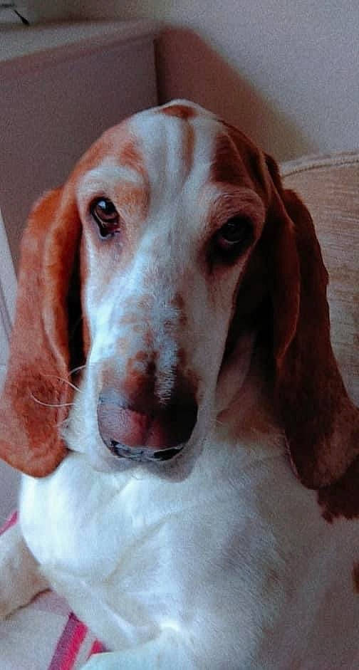 Dexter joined the competition — help win amazing prizes! canidae, carnivore, companion_dog, dog, dog_breed, ear, fawn, fur, hunting_dog, liver, snout, sporting_group, whiskers, working_animal