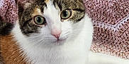 Sophie is registered to the contest to win money with this photo: abyssinian, angora, animal, blanket, cat, chair, couch, cushion, face, furniture, homedecor, indoors, kitten, manx, person, pet, quilt, siamese, sleeping, white