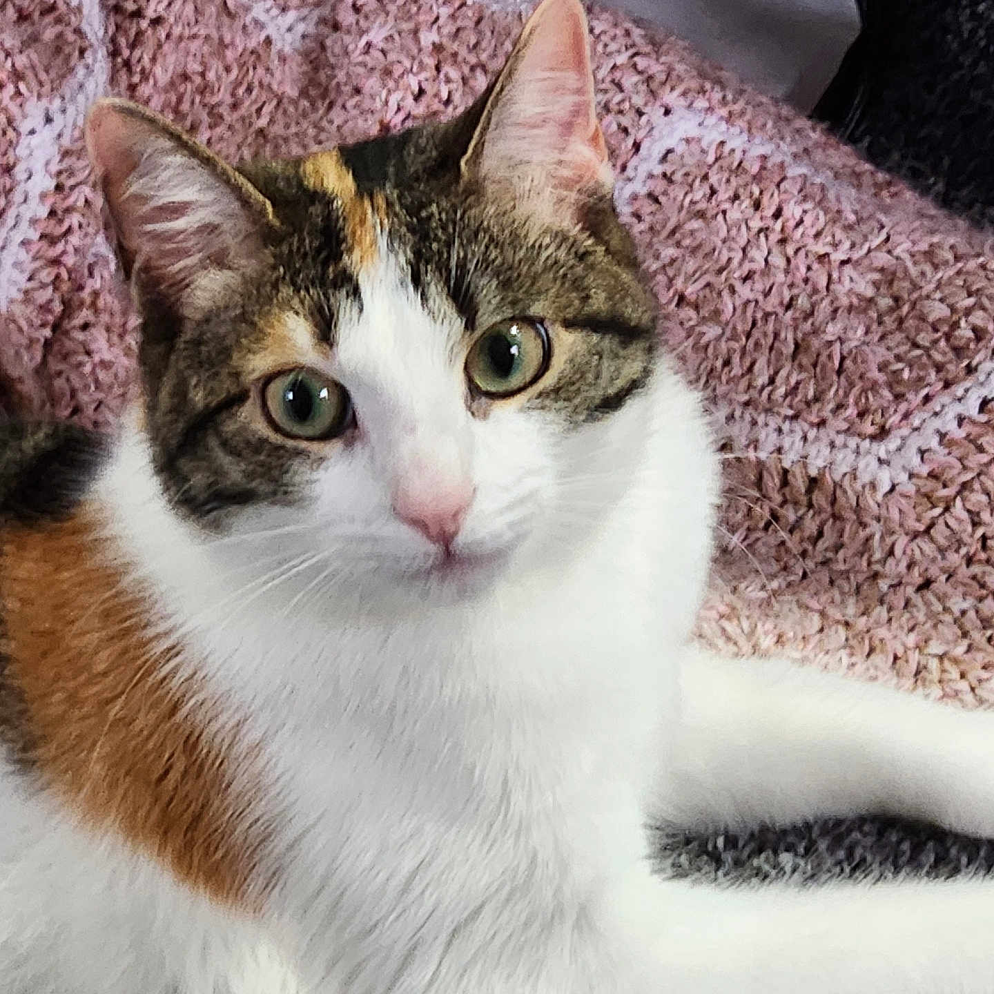 Sophie is registered to the contest to win money with this photo: abyssinian, angora, animal, blanket, cat, chair, couch, cushion, face, furniture, homedecor, indoors, kitten, manx, person, pet, quilt, siamese, sleeping, white