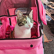 Sophie is registered to the contest to win money with this photo: cat, tabby_cat, pet_stroller, pink, indoor, curious, green_eyes, feline, pet, cozy, carpet, furniture, animal, cute, domestic_cat, whiskers, ears, sitting, household, comfort