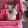 cat, tabby_cat, pet_stroller, pink, indoor, curious, green_eyes, feline, pet, cozy, carpet, furniture, animal, cute, domestic_cat, whiskers, ears, sitting, household, comfort