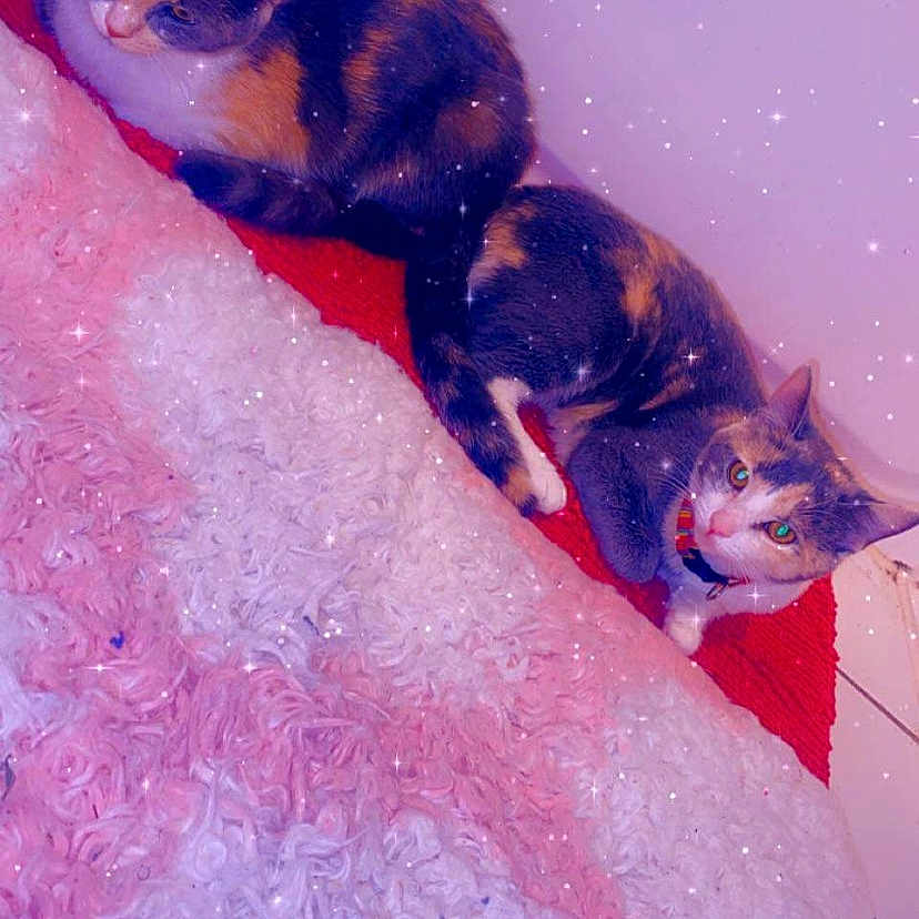 Gucci Krystal is registered to the contest to win money with this photo: arm, carnivore, cat, electric_blue, fawn, felidae, finger, fun, fur, gesture, hand, human_body, leg, macro_photography, magenta, pink, small_to_medium_sized_cats, snout, tail, whiskers