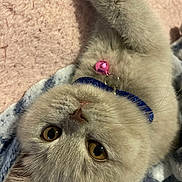 Vickie a rejoint le concours — aidez-le/la à gagner de superbes lots ! abyssinian, accessories, angora, animal, blanket, bodypart, canine, cat, collar, dog, kitten, manx, mouth, person, pet, purple, quilt, siamese, towel, toy