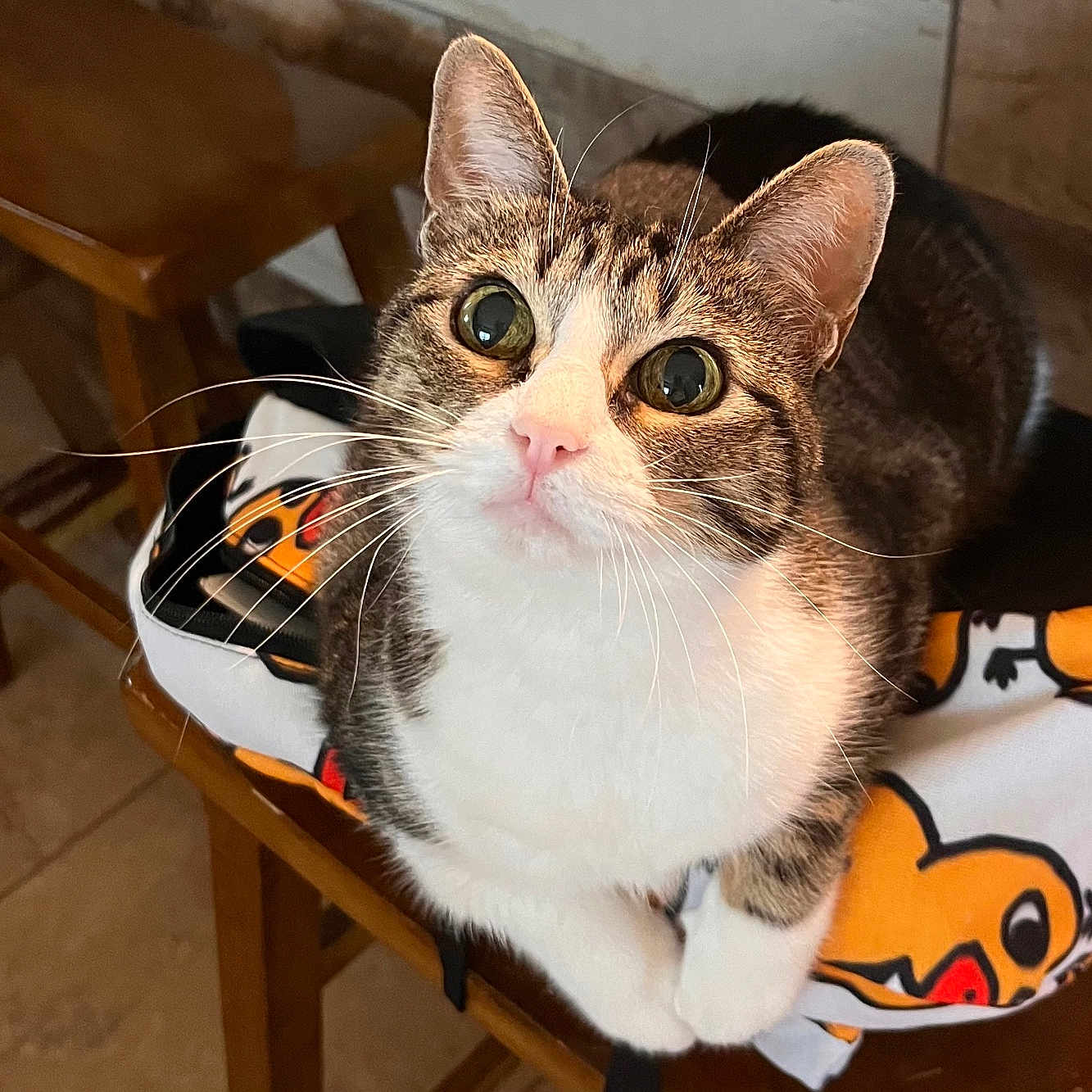 Maryann is registered to the contest to win money with this photo: alert, animal, cat, chair, close_up, curious, cute, domestic_cat, ears, feline, fur, indoor, looking_up, patterned_fabric, paws, pet, tabby, tile_floor, whiskers, wooden_furniture