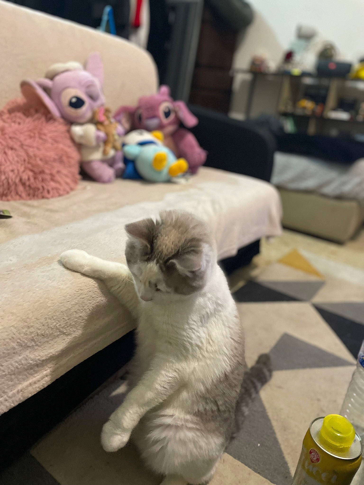 Rikudo a rejoint le concours — aidez-le/la à gagner de superbes lots ! bed, carnivore, cat, comfort, couch, domestic_short_haired_cat, fawn, felidae, flooring, fur, grey, linens, paw, room, small_to_medium_sized_cats, stuffed_toy, tail, toy, whiskers, wood