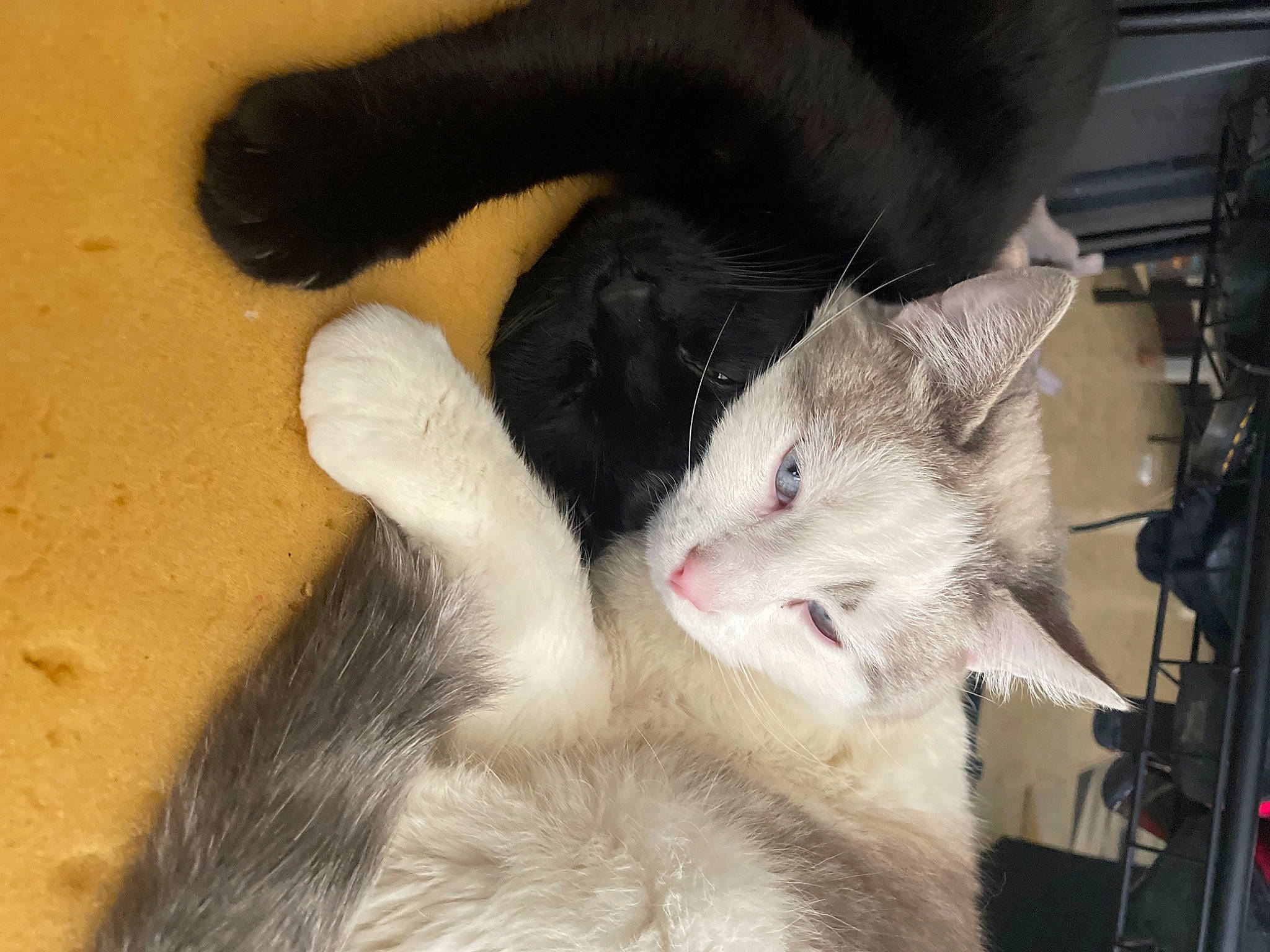 Rikudo participe au concours pour gagner de l'argent avec cette photo : carnivore, cat, claw, comfort, domestic_short_haired_cat, ear, felidae, foot, fur, nap, paw, small_to_medium_sized_cats, snout, tail, whiskers