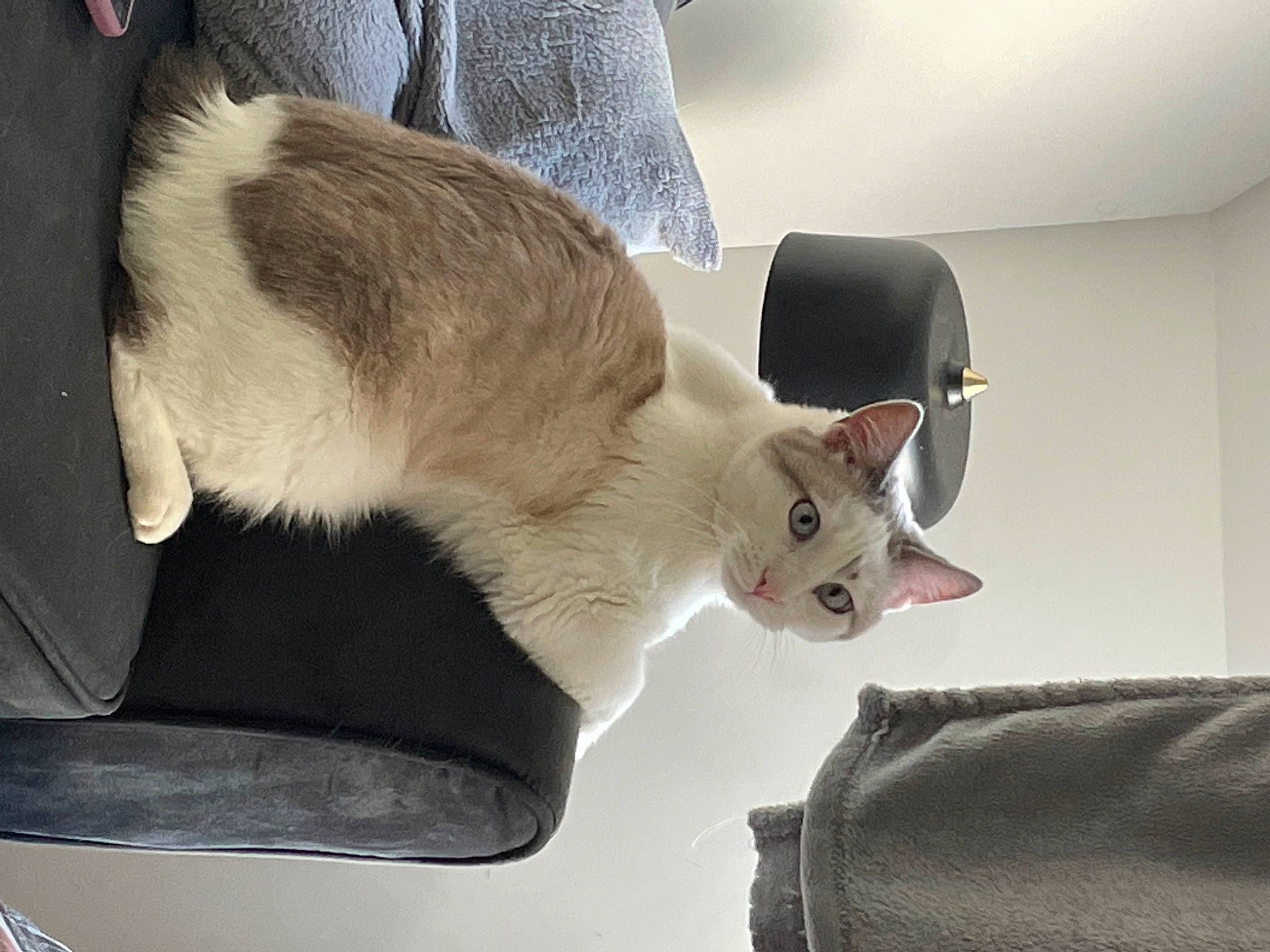 Rikudo a rejoint le concours — aidez-le/la à gagner de superbes lots ! balinese, canidae, car_seat, carnivore, cat, cat_supply, collar, comfort, companion_dog, domestic_short_haired_cat, fawn, felidae, fur, paw, small_to_medium_sized_cats, snout, tail, whiskers, wood