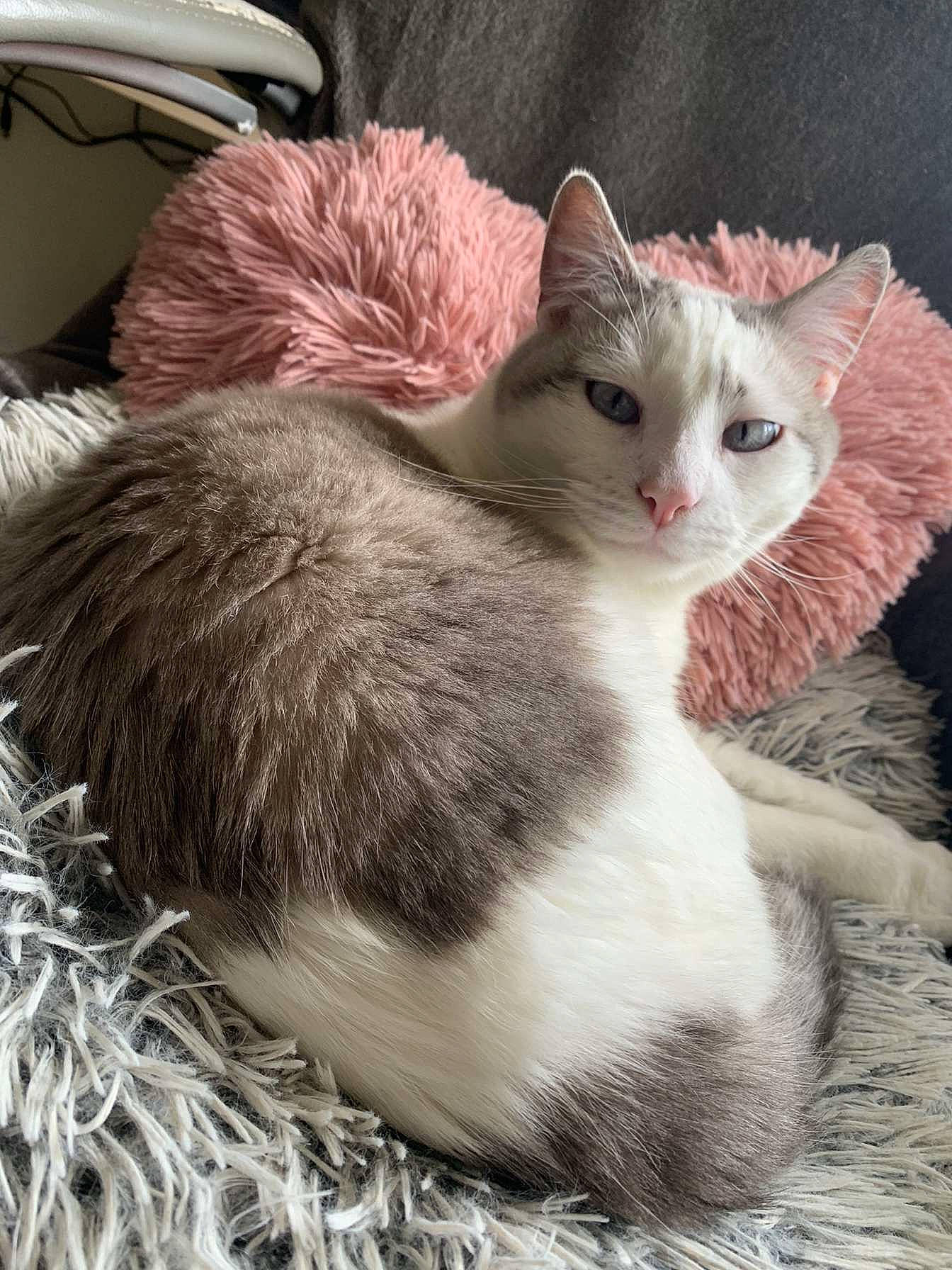 Rikudo participe au concours pour gagner de l'argent avec cette photo : carnivore, cat, claw, domestic_short_haired_cat, fawn, felidae, fur, paw, small_to_medium_sized_cats, snout, tail, whiskers, window