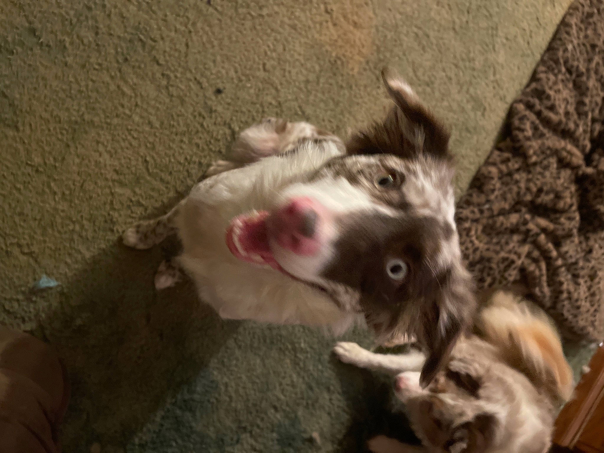 Reba is registered to the contest to win money with this photo: companion_dog, dog, dog_breed, felidae, fur, non_sporting_group, paw, small_to_medium_sized_cats, tail, whiskers, working_animal, working_dog