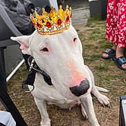 Ewa a rejoint le concours — aidez-le/la à gagner de superbes lots ! dog, white_dog, bull_terrier, crown, grass, outdoor, pet, animal, pink_nose, collar, sitting, person, red_dress, footwear, slippers, summer, cute, close_up, portrait, playful