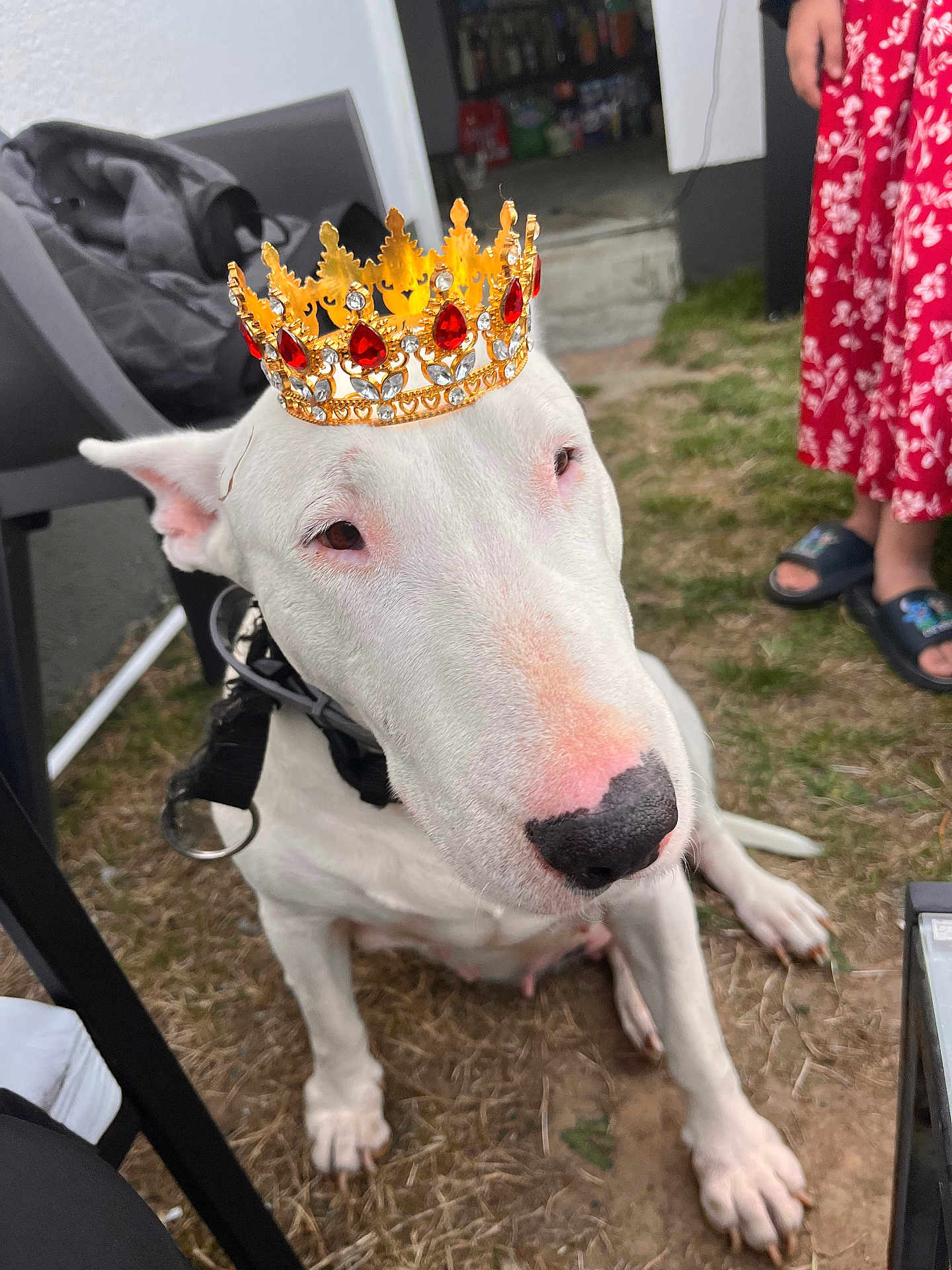 Ewa a rejoint le concours — aidez-le/la à gagner de superbes lots ! dog, white_dog, bull_terrier, crown, grass, outdoor, pet, animal, pink_nose, collar, sitting, person, red_dress, footwear, slippers, summer, cute, close_up, portrait, playful