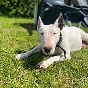 Ewa a rejoint le concours — aidez-le/la à gagner de superbes lots ! animal, black_ear, bull_terrier, canine, collar, daylight, dog, domestic_animal, ear, grass, greenery, lawn, nature, outdoor, pet, relaxed, resting, summer, sunlight, white_dog