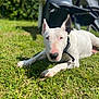 animal, black_ear, bull_terrier, canine, collar, daylight, dog, domestic_animal, ear, grass, greenery, lawn, nature, outdoor, pet, relaxed, resting, summer, sunlight, white_dog