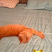 Teddybear joined the competition — help win amazing prizes! cat, orange_cat, bed, bedding, comforter, pillow, headboard, tufted_headboard, bedroom, pet, fur, stretching, cute, relaxed, indoor, whiskers, emoji_overlay, sticker, light_blue, quilting