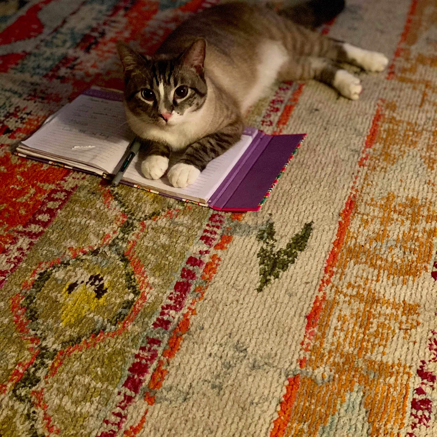 Connor joined the competition — help win amazing prizes! carpet, cat, close_up, colorful_rug, cozy, fur, indoor, looking_at_camera, lying_down, notebook, paws, pen, pet, purple_cover, relaxed, stationery, striped_fur, tabby_cat, whiskers, white_paws
