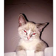 Connor joined the competition — help win amazing prizes! cat, kitten, pet, feline, paws, whiskers, ears, close_up, portrait, indoor, wall, flash, red_eyes, fur, white_fur, gray_fur, sheet, shadow, sleepy, mischievous