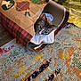 Connor is registered to the contest to win money with this photo: cat, tabby_cat, gift_bag, plaid_pattern, rug, carpet, blanket, pet_bed, christmas_tree, holiday_decor, wood_floor, cozy, peeking, ears, whiskers, indoor, fabric, pattern, curious, sitting