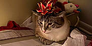 Connor joined the competition — help win amazing prizes! cat, tabby_cat, pet, bow, gift_bow, tissue_paper, wrapping_paper, box, cardboard, plush_toy, unicorn, indoor, low_light, cozy, lounging, whiskers, ears, holiday, present, sitting