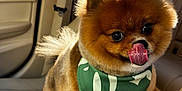 Bentley joined the competition — help win amazing prizes! animal, armrest, bandana, beige, car_interior, closeup, cute, dog, fluffy, happy, indoor, leather_seat, pet, pomeranian, portrait, seatbelt, small_dog, sunlight, tongue_out, window