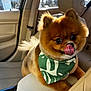 animal, armrest, bandana, beige, car_interior, closeup, cute, dog, fluffy, happy, indoor, leather_seat, pet, pomeranian, portrait, seatbelt, small_dog, sunlight, tongue_out, window