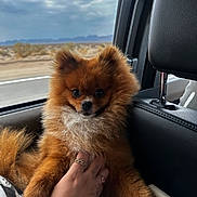 Bentley joined the competition — help win amazing prizes! animal, car_interior, closeup, cloudy_sky, companion, cozy, cute, desert, dog, fluffy, furry, hand, pet, pomeranian, portrait, rings, road, seated, travel, window