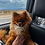 animal, car_interior, closeup, cloudy_sky, companion, cozy, cute, desert, dog, fluffy, furry, hand, pet, pomeranian, portrait, rings, road, seated, travel, window