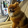 Bentley joined the competition — help win amazing prizes! animal, beige, car_seat, daytime, dog, fluffy, fuel_pump, fur, gas_station, happy, nature, outdoor, paw, pet, pomeranian, small_dog, smiling, transportation, vehicle_interior, window