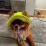 Bentley joined the competition — help win amazing prizes! animal, brown_fur, carpet, couch, cute, dog, fluffy_fur, front_paws, furniture, happy, indoor, pet, playful, pomeranian, small_dog, smiling, tongue_out, visor, white_paws, yellow_hat