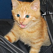 Poupouille a rejoint le concours — aidez-le/la à gagner de superbes lots !