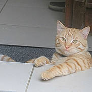 Fripouille participe au concours pour gagner de l'argent avec cette photo :