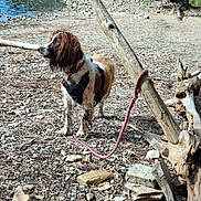 Vali a rejoint le concours — aidez-le/la à gagner de superbes lots ! adventure, alert, animal, canine, collar, daylight, dock, dog, driftwood, harness, landscape, leash, nature, outdoor, people, pet, rocky_shore, trees, water, wet_fur